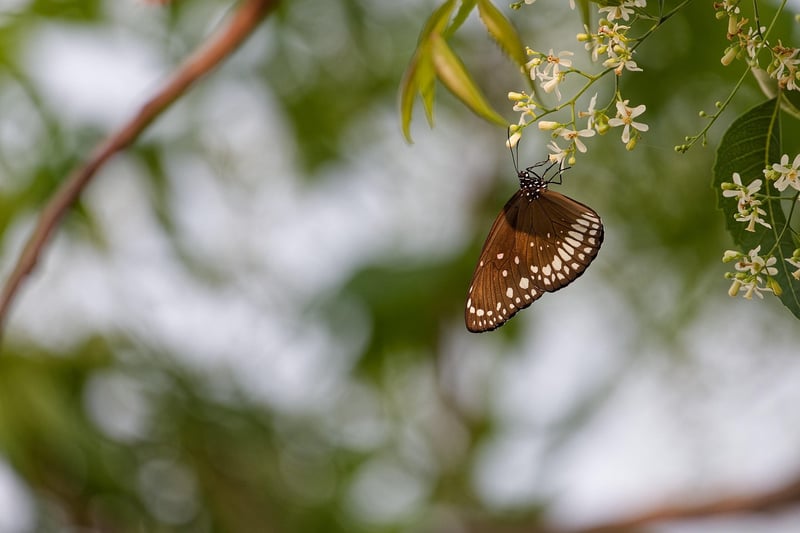 Pollinator-friendly Designs