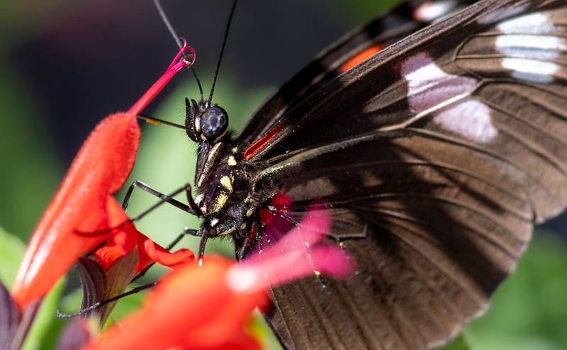 Butterfly Garden