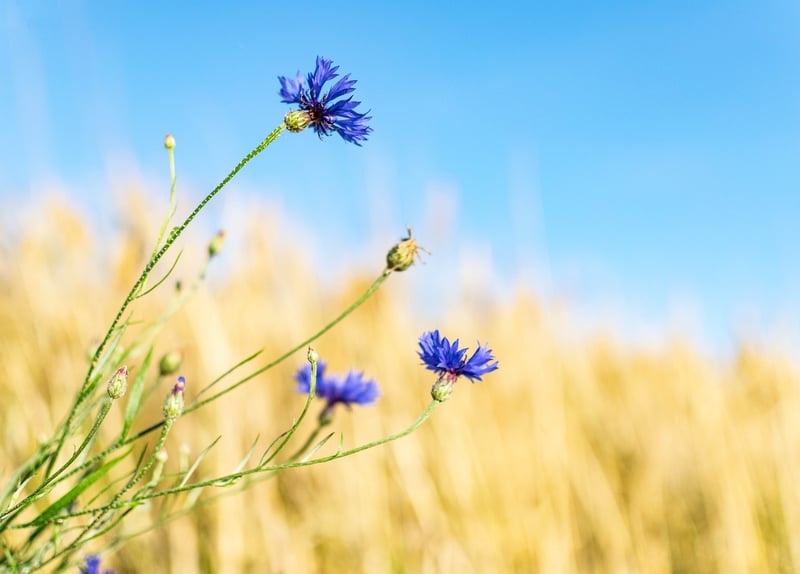 Wildflowers Blooming