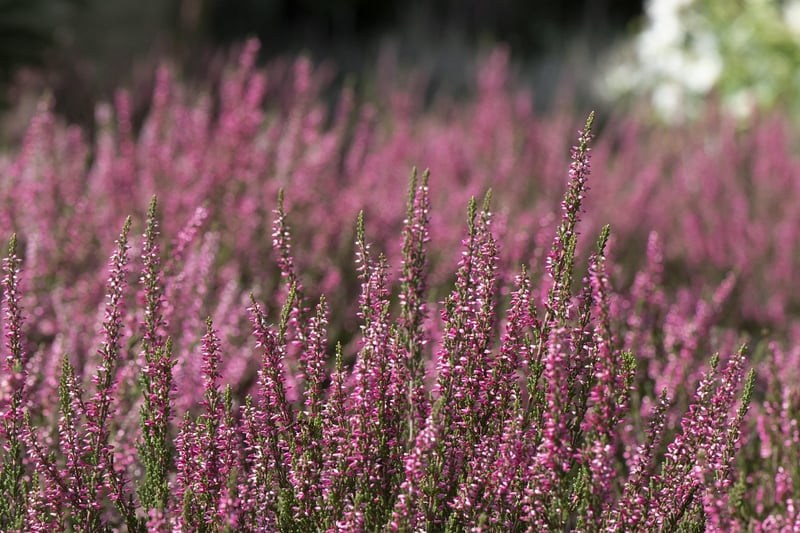 Wildflower Meadow